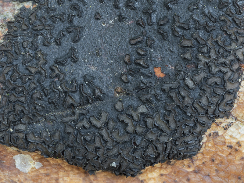 Rhytisma acerinum